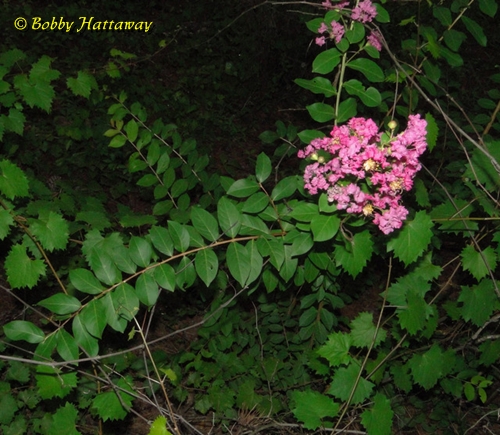 {Lagerstroemia indica}